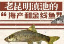 385年前，明代旅行家徐霞客称赞的滇池“海味”，你还记得吗？